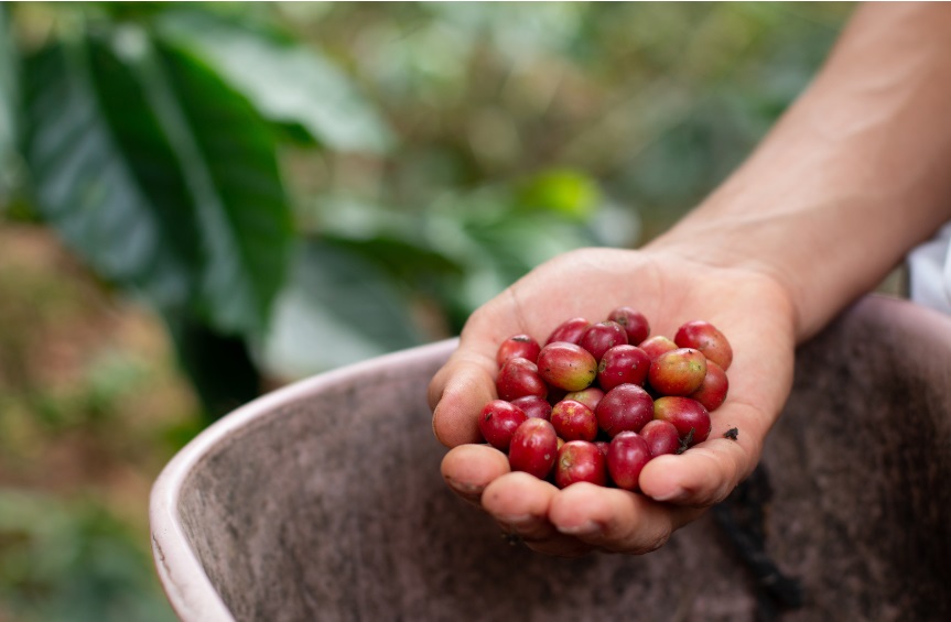 café de especialidad cultivo