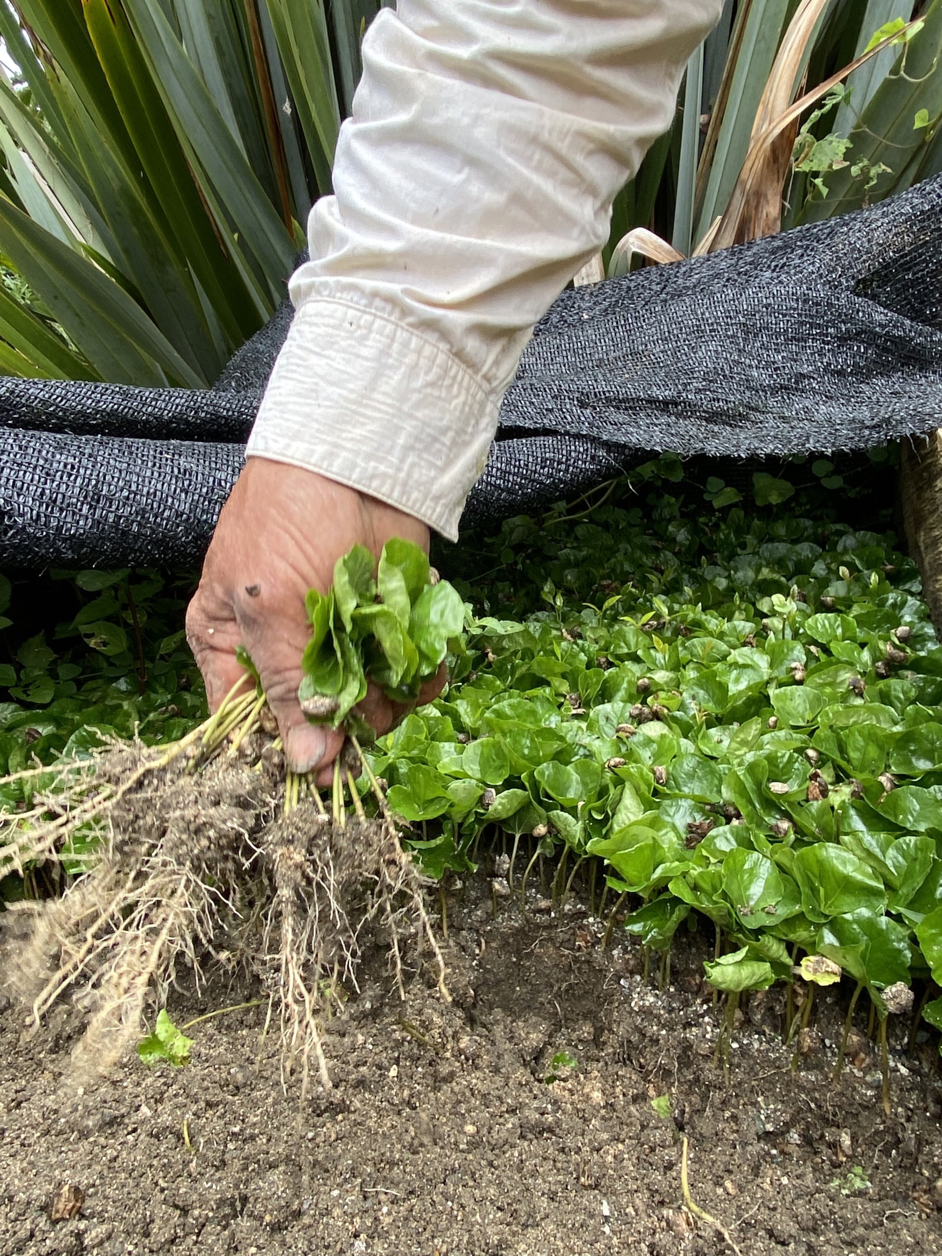 cultivo de cafe en colombia