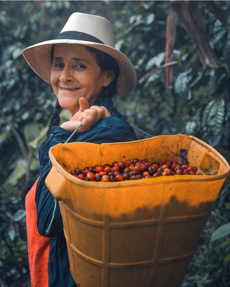 cultivo de cafe colombiano