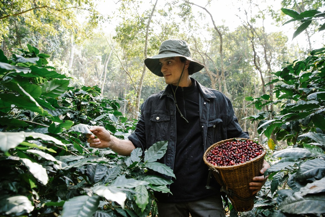cultivo de cafe colombiano