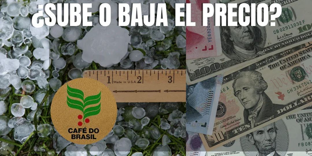 ¿Qué tendría que ocurrir para que el precio internacional del café vuelva a despegar?